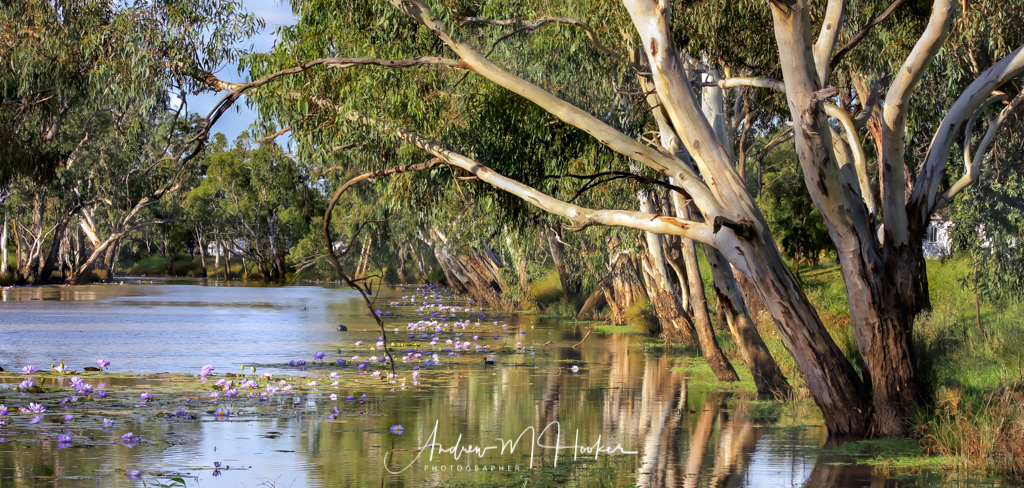 Brigalow Lillies
